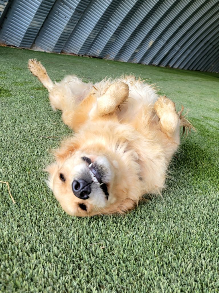 Cage Free Dog Boarding, Daycare & Training - dog rolling over and smiling