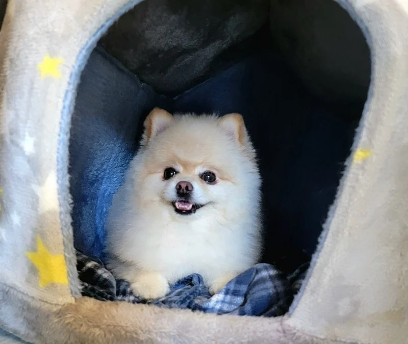 Dog Boarding for Nervous Pets