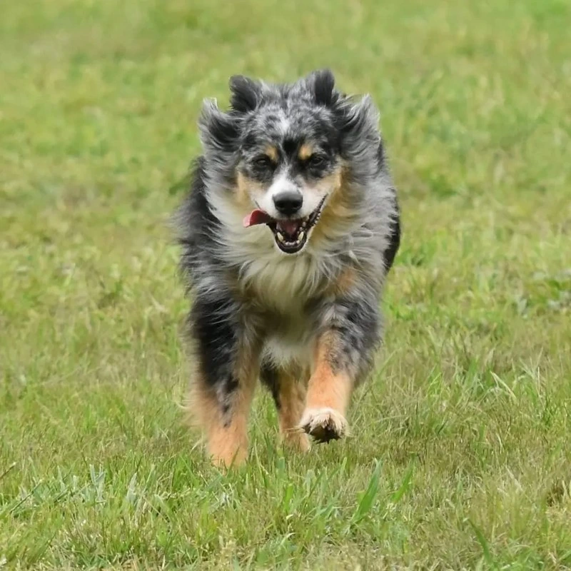 dog training - clicker training - dog running to dog trainer