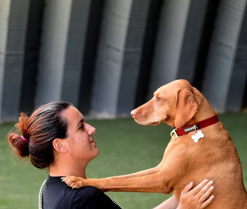 Dog Boarding: Signs Your Dog Missed You