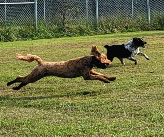 dog daycare - dogs at play on the dog ranch