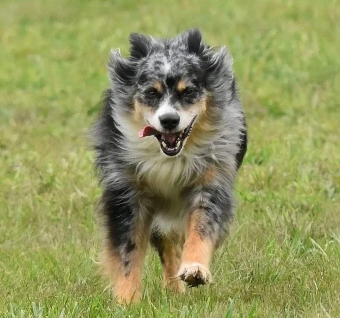 dog training in the field