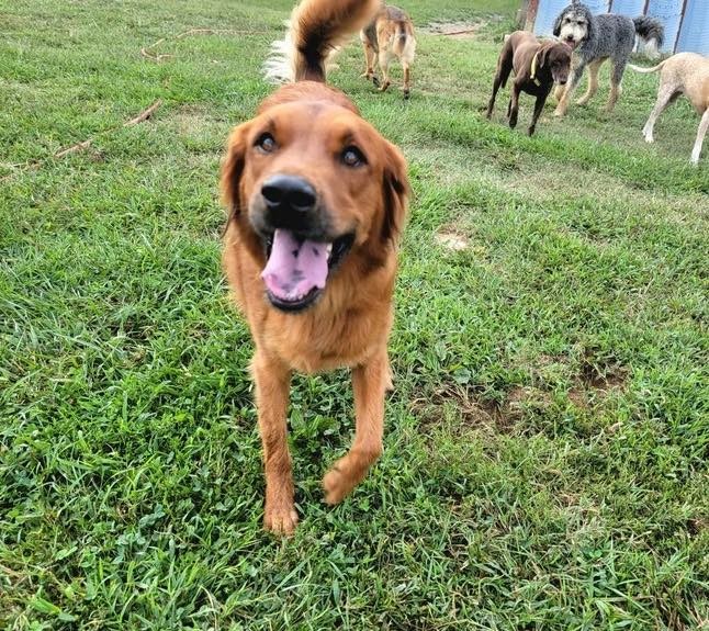 Dog boarding from nearby Accokeek MD