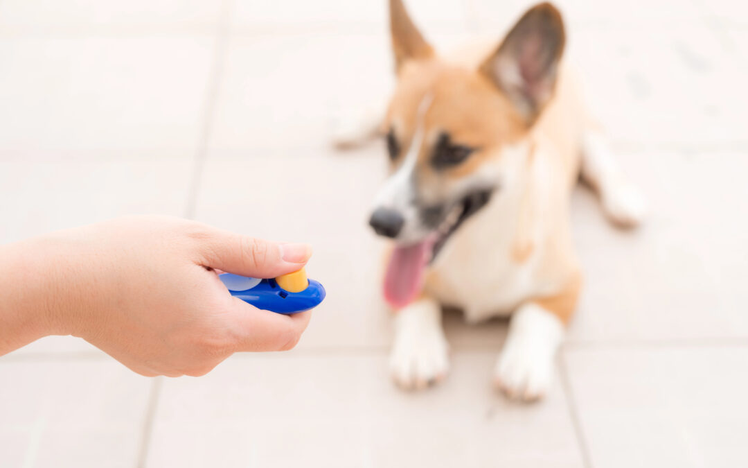 The Benefits of Clicker Training for Nervous Dogs