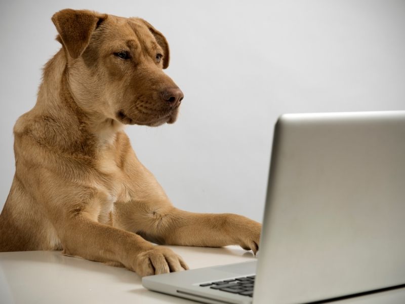 How to Prepare Your Puppy for Their First Boarding Stay